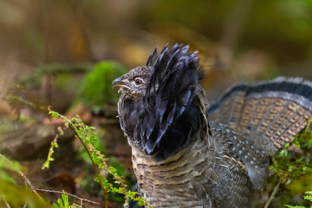 istock Ruffed grouse, ritual courtship, male 1351169394