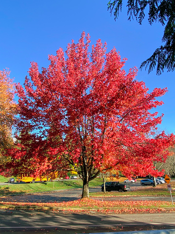 Orange maple tree in the park, Plymouth, New Hampshire, USA