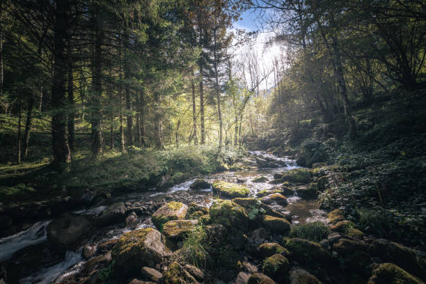 istock Mountain stream in the autumn forest 1351172196