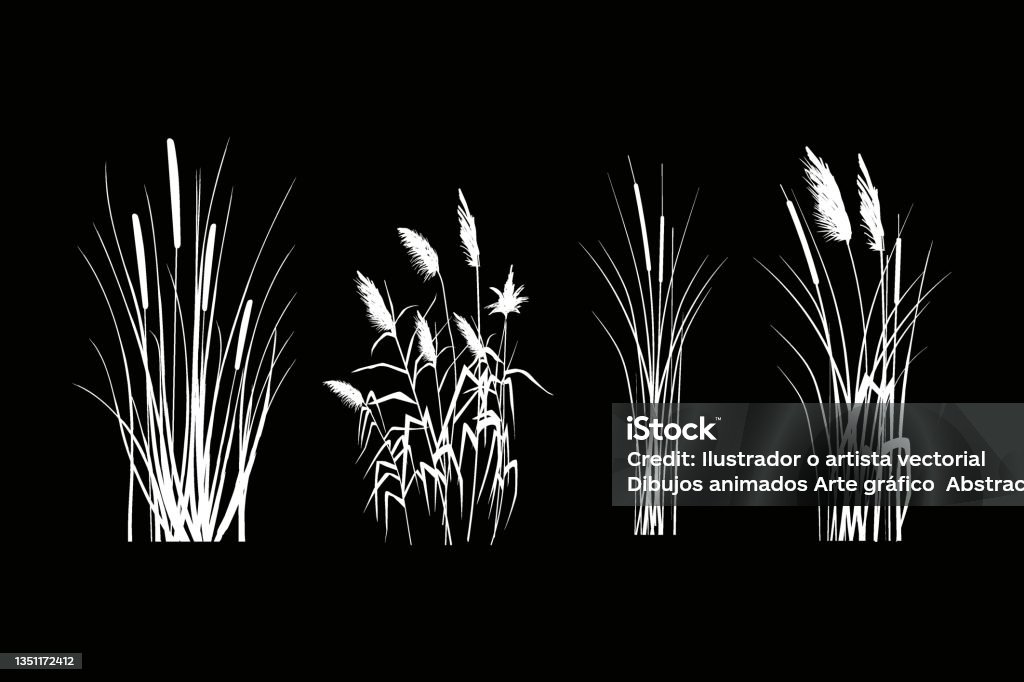 Field Of Reeds Drawing Print Stock Illustration - Download Image Now - Reed - Grass Family ...