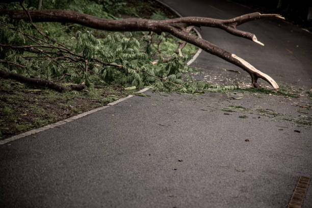 istock Falling tree debris block road in forest after rain storm. 1351172510