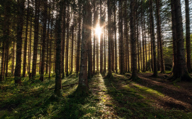 istock Ambient light through the trees in the autumn forest 1351173955