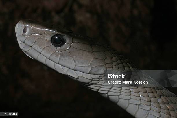 Mamba Czarna Snake - zdjęcia stockowe i więcej obrazów Afryka - Afryka, Bez ludzi, Fotografika