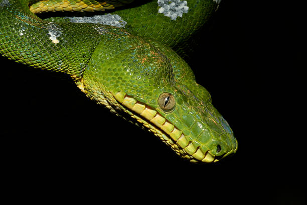 Emerald Tree Boa (Snake) Emerald Tree Boa (Snake) green boa snake corallus caninus stock pictures, royalty-free photos & images