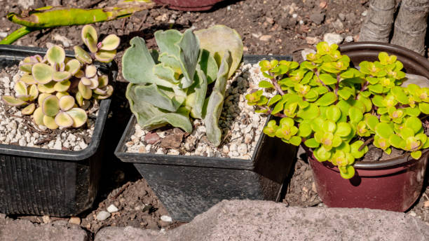 istock succulents close up in a garden 1351177516