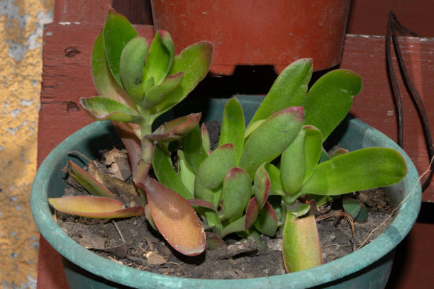 istock succulents close up in a garden 1351177950