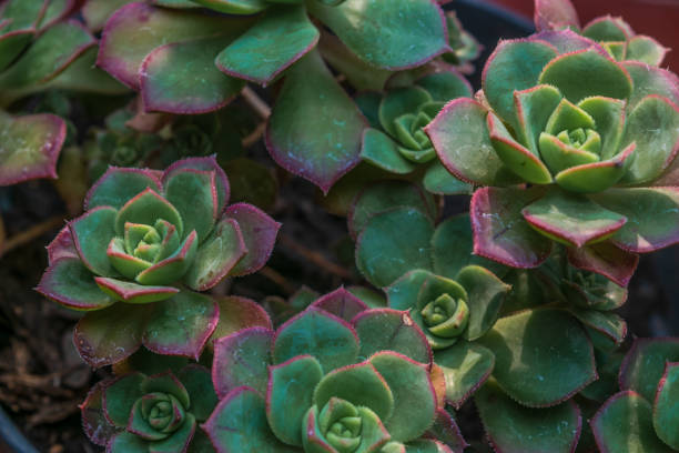 istock Beautiful green roses in a pot close up 1351178514