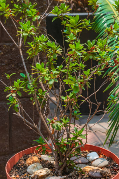 istock Azalea in a flower pot close up 1351179006