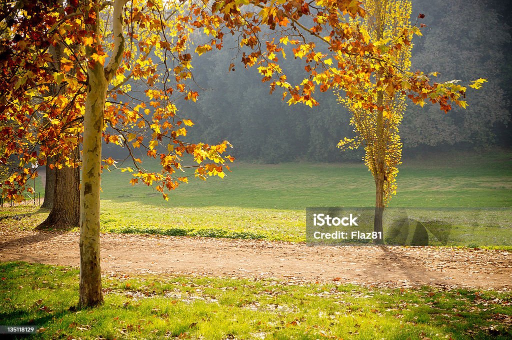 Luz do sol e árvores de outono - Foto de stock de Amarelo royalty-free