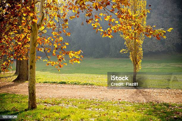 Foto de Luz Do Sol E Árvores De Outono e mais fotos de stock de Amarelo - Amarelo, Bosque - Floresta, Cena de tranquilidade