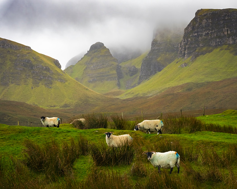 Sheep Grazing in the Scottish Highlands