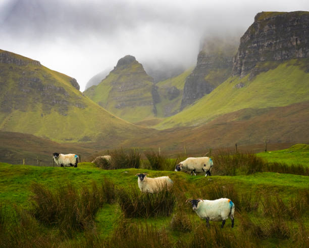 Sheep Grazing in the Scottish Highlands The Quiraing, Isle Of Skye, Scotland scottish highlands photos stock pictures, royalty-free photos & images