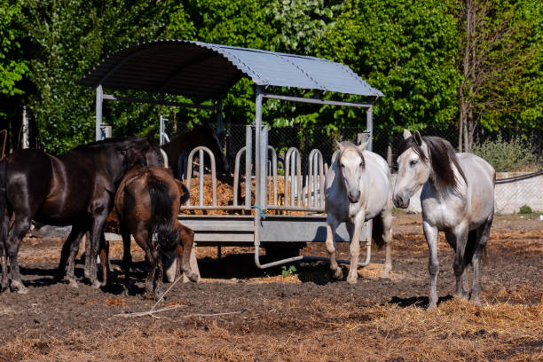 istock Horse on a farm 1351183165