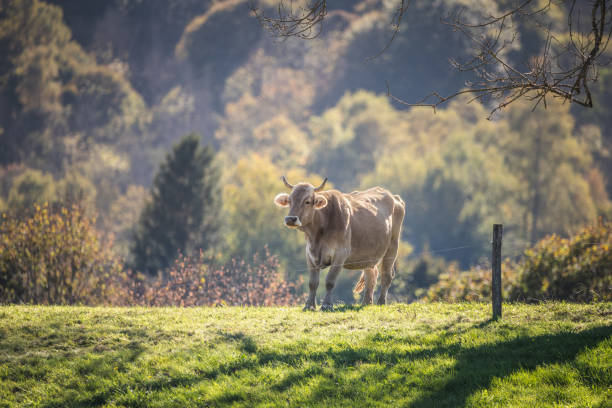 Isolated cow in the mountain meadow in autumn