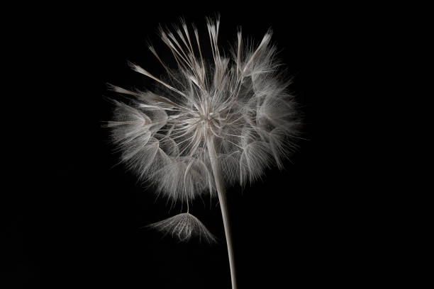 istock Dandelion flower and seeds close-up on a black background 1351186468