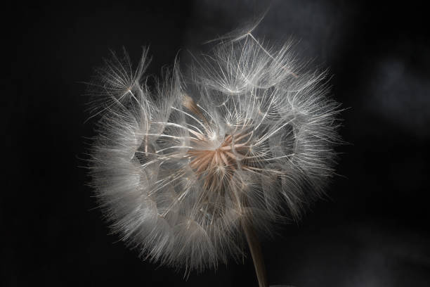 Dandelion flower and seeds close-up on a black background