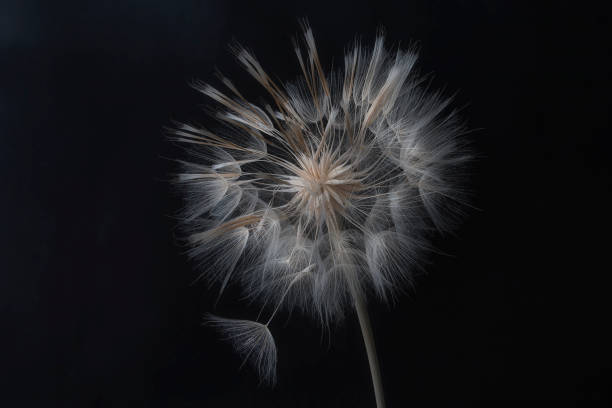 istock Dandelion flower and seeds close-up on a black background 1351186474