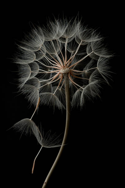 istock Dandelion flower and seeds close-up on a black background 1351186476
