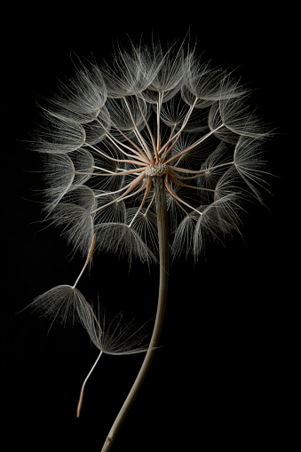 Dandelion flower and seeds close-up on a black background in the studio