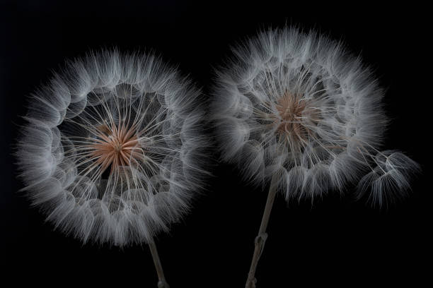 Dandelion flower and seeds close-up on a black background in the studio