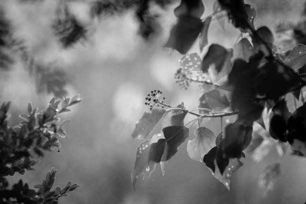 Ivy in the undergrowth in black and white