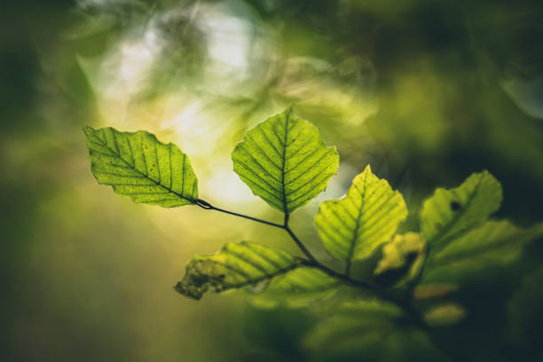 Beautiful summer morning in the forest