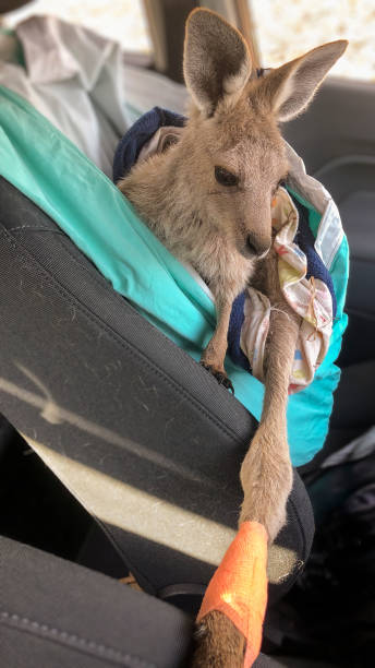 geretteter joey - kangaroo joey marsupial mammal stock-fotos und bilder