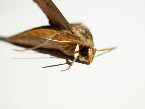 istock Close up shot of Agrius convolvuli, the convolvulus hawk-moth 1351188994