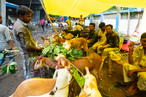 Kolkata, West Bengal, India - 11th August 2019 : Goat seller feeding goats which are being sold in market during \