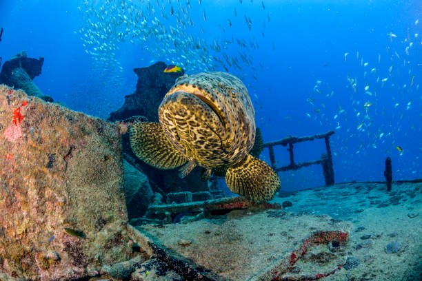 Goliath Grouper on a shipwreck stock photo