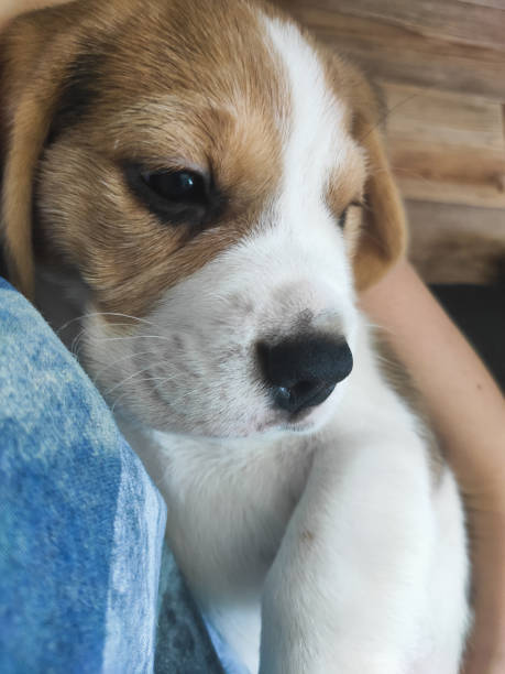 istock little puppy in my arms, beagle pet 1351192049