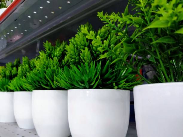 istock beautiful flower pot 1351194790