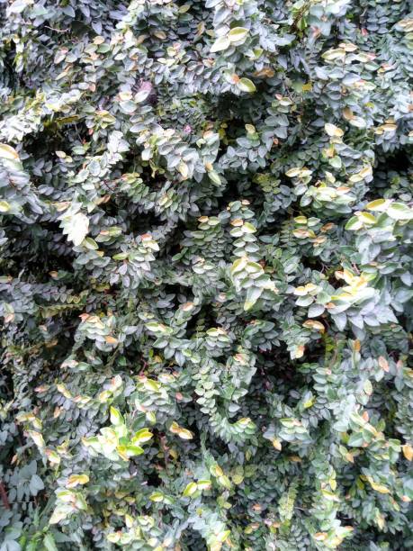 istock a beautiful ornamental plant with a white pattern on each end of its side 1351195919