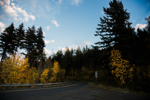istock Colorful Autumn Tree in the Forest 1351196697