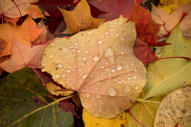 istock Maple leaves on the ground covered by rain drops, Seattle, Washington 1351196852