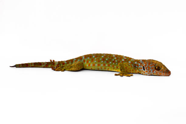 istock A gecko seen from the side, isolated on a white background 1351200753