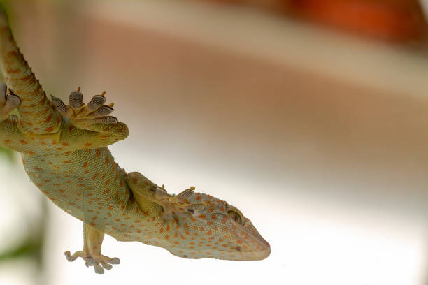 istock A gecko sitting on a clear glass seen from below 1351200755