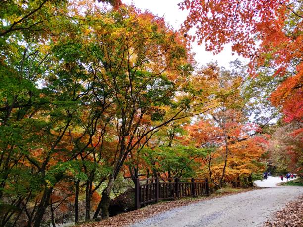 istock 2021 autumn leaves 1351200845