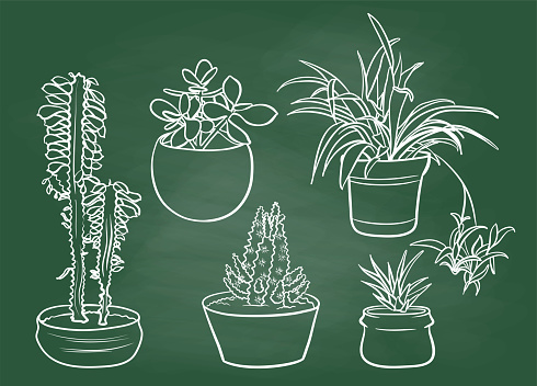 Hand drawn sketch illustration of indoor plants, succulent, spider plant, cactus,