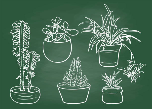 Spider Plant And Friends Chalkboard Hand drawn sketch illustration of indoor plants, succulent, spider plant, cactus, chlorophytum comosum stock illustrations