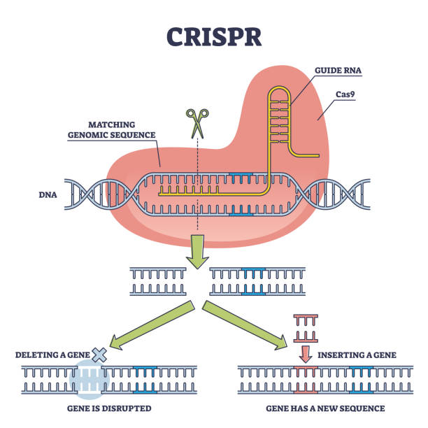 CRISPR as genetic DNA sequence engineering with gene mutation outline diagram CRISPR as genetic DNA sequence engineering with gene mutation outline diagram. Labeled educational explanation with Cas9, guide RNA and new helix part vector illustration. Artificial genome editing. crispr stock illustrations
