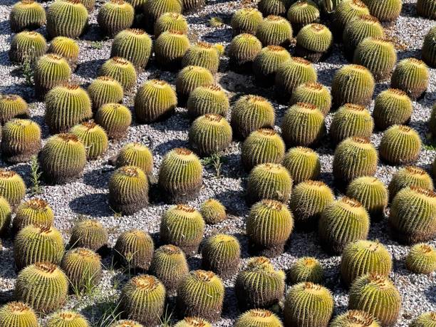 istock Field of Barrel Cacti… 1351207650