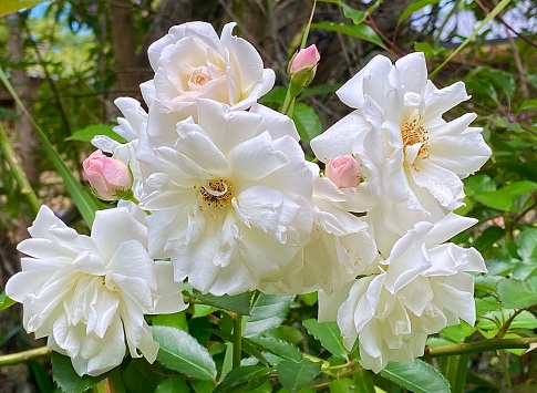 Horizontal close up of fragrant white old fashioned roses and pink buds in bloom growing wild in garden with green leaf surrounds