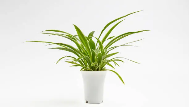 Chlorophytum comosum in white plant pot isolated on white background, house plant, minimalist.