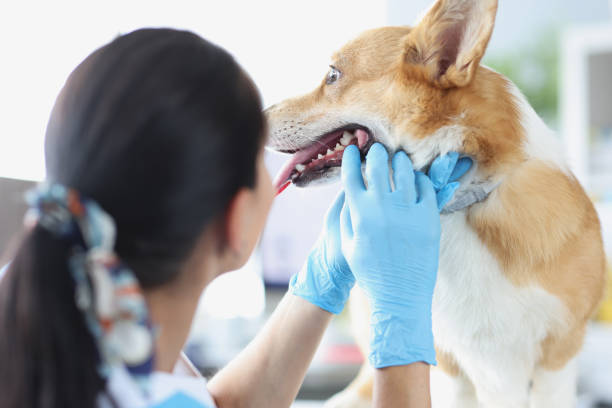 Doctor veterinarian in gloves conducting medical examination of dog teeth stock photo