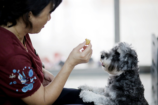 An Asian senior woman spending time with pet dog at home.