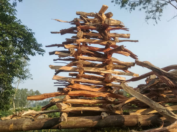 istock Wood chalk or broken wood, rows for sunlight drying. 1351214242