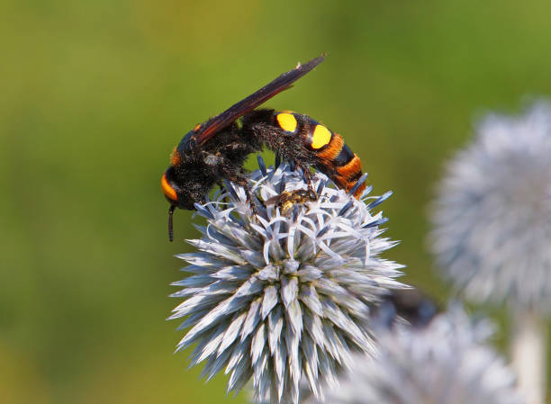 femmina di vespa mammut, megascolia maculata maculata, su cardo globo in fiore - echinops spaerocephalus foto e immagini stock