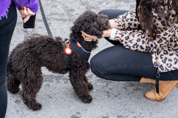 istock Apricot Toy Poodle breed dog 1351216548