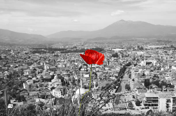 Close-Up of Poppies in a Garden in the Turkey.